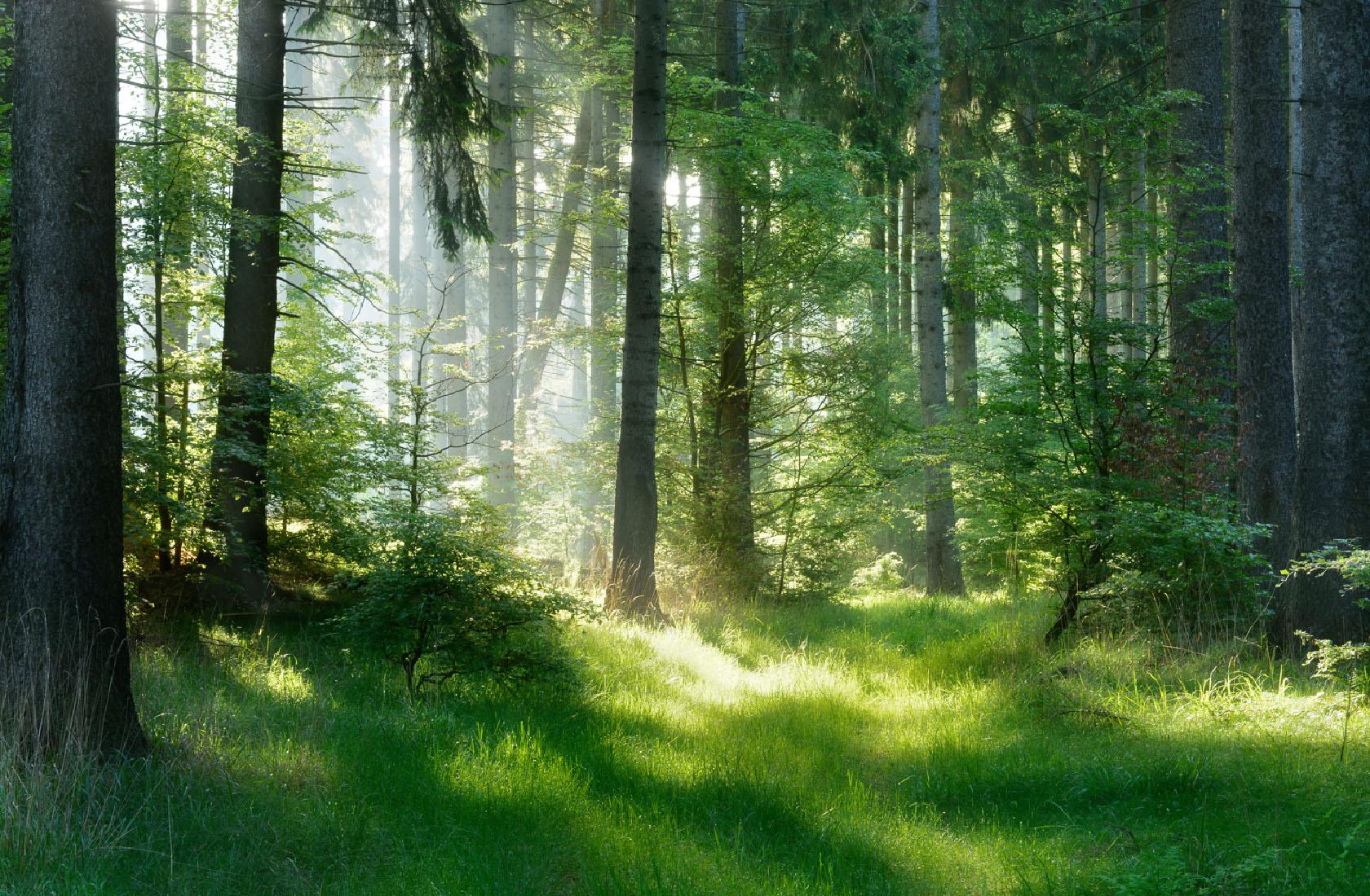 A bright opening visible through a peaceful forest