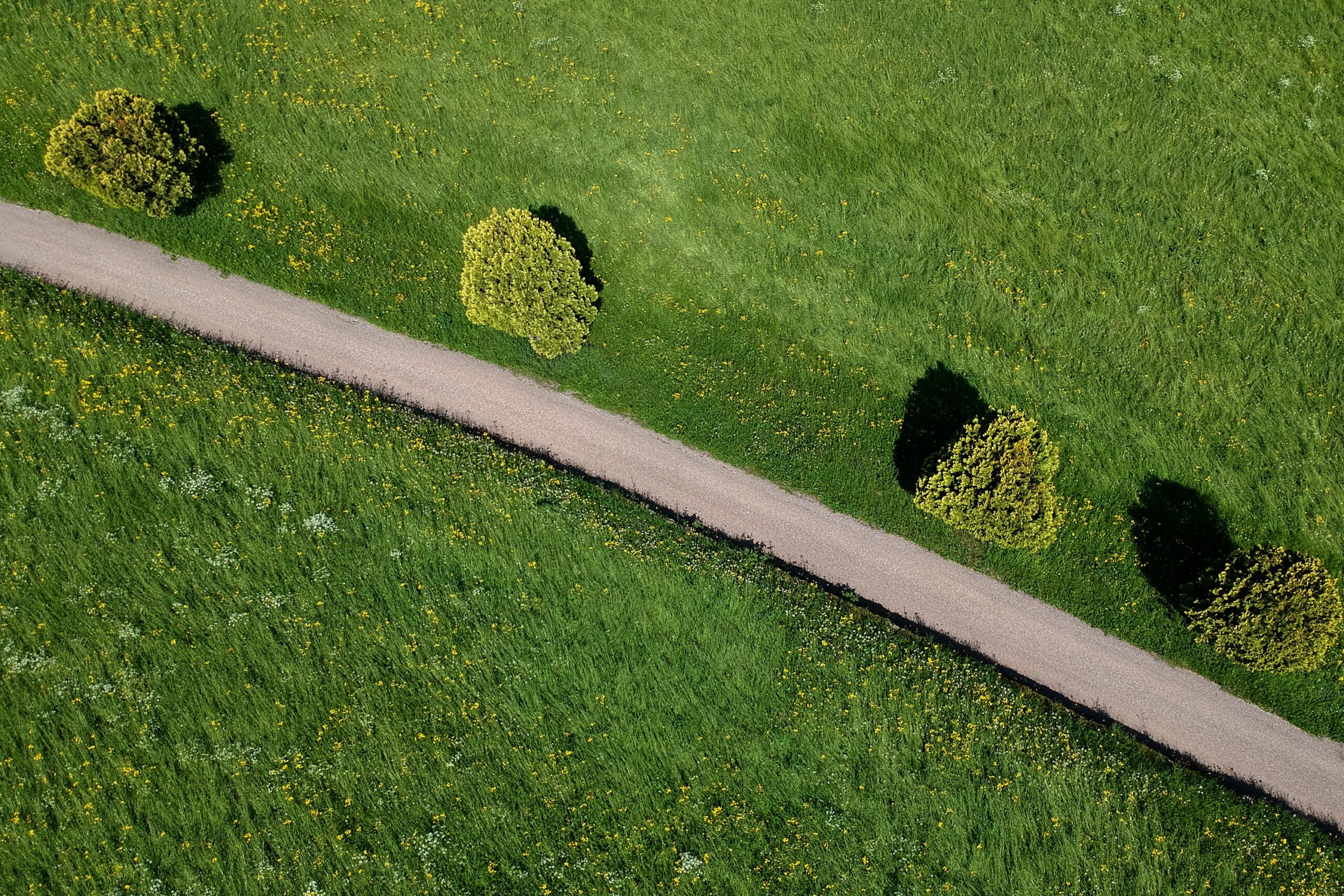 A clear open path leading through nature