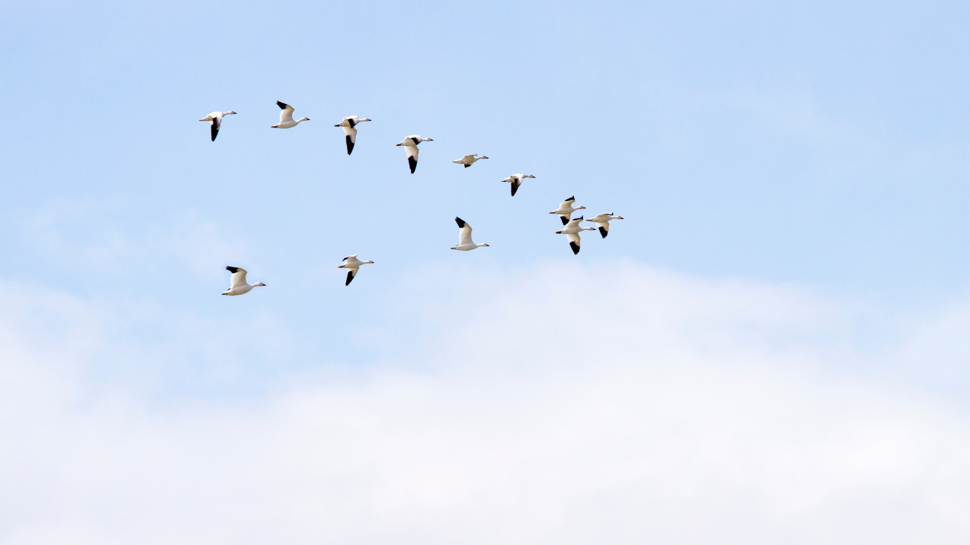 Birds flying together in an organized formation