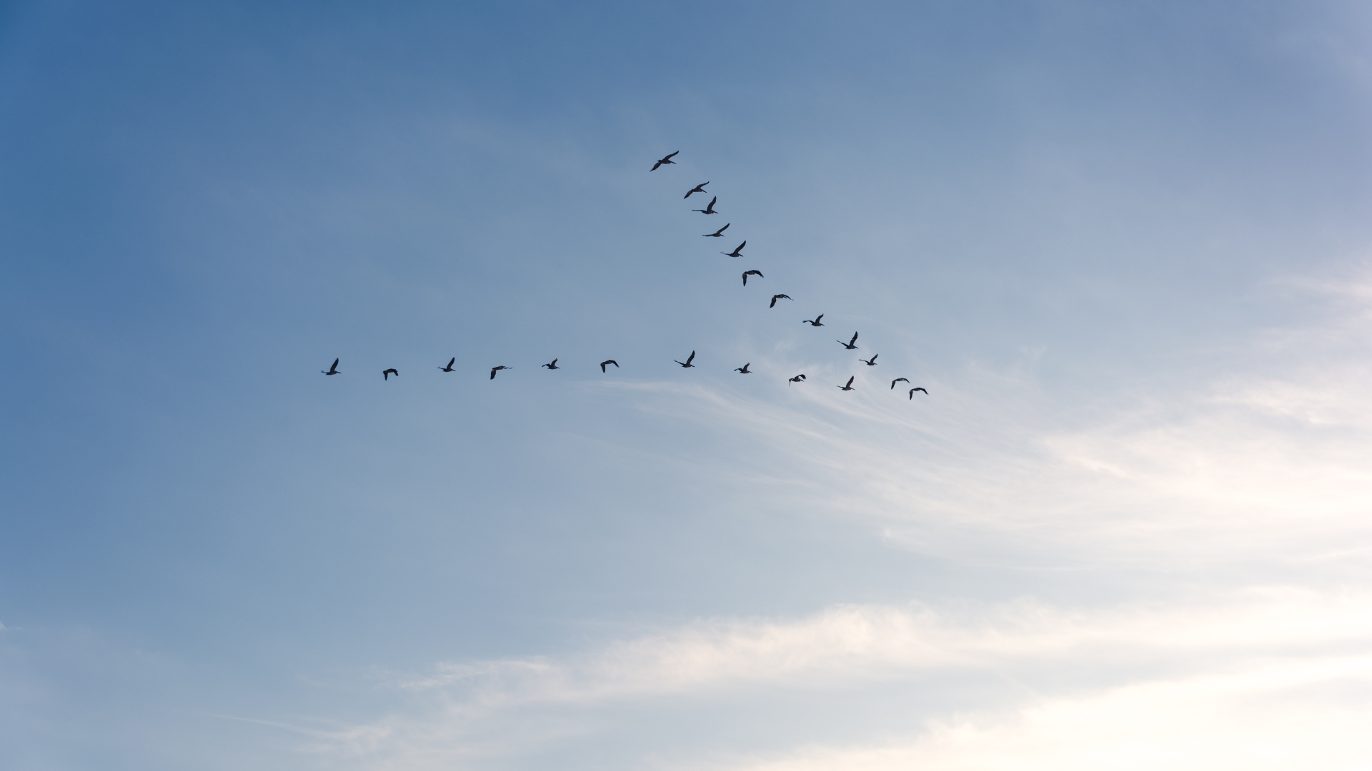 Birds moving together in an organized formation