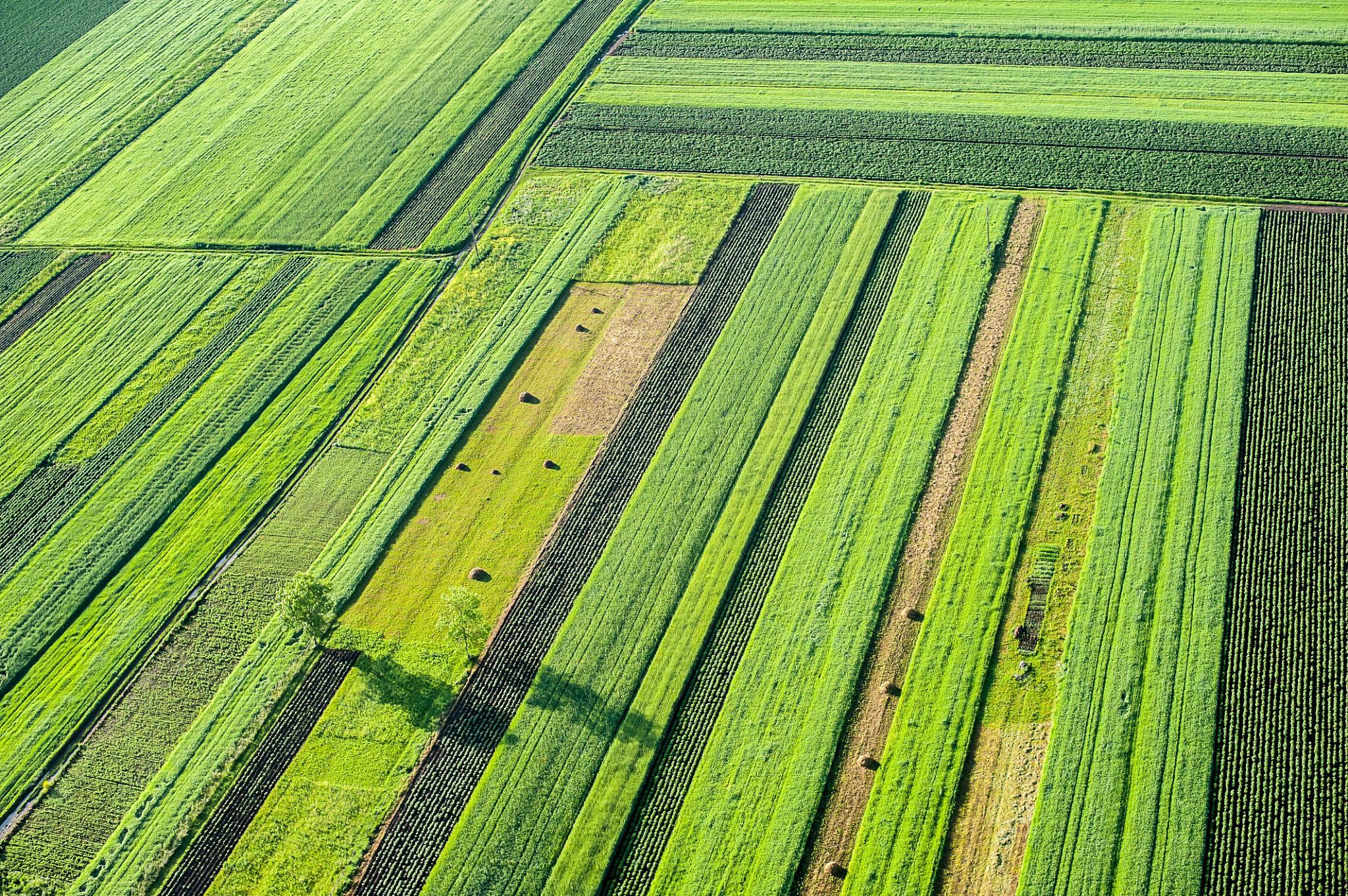 Organized agricultural fields photographed from above