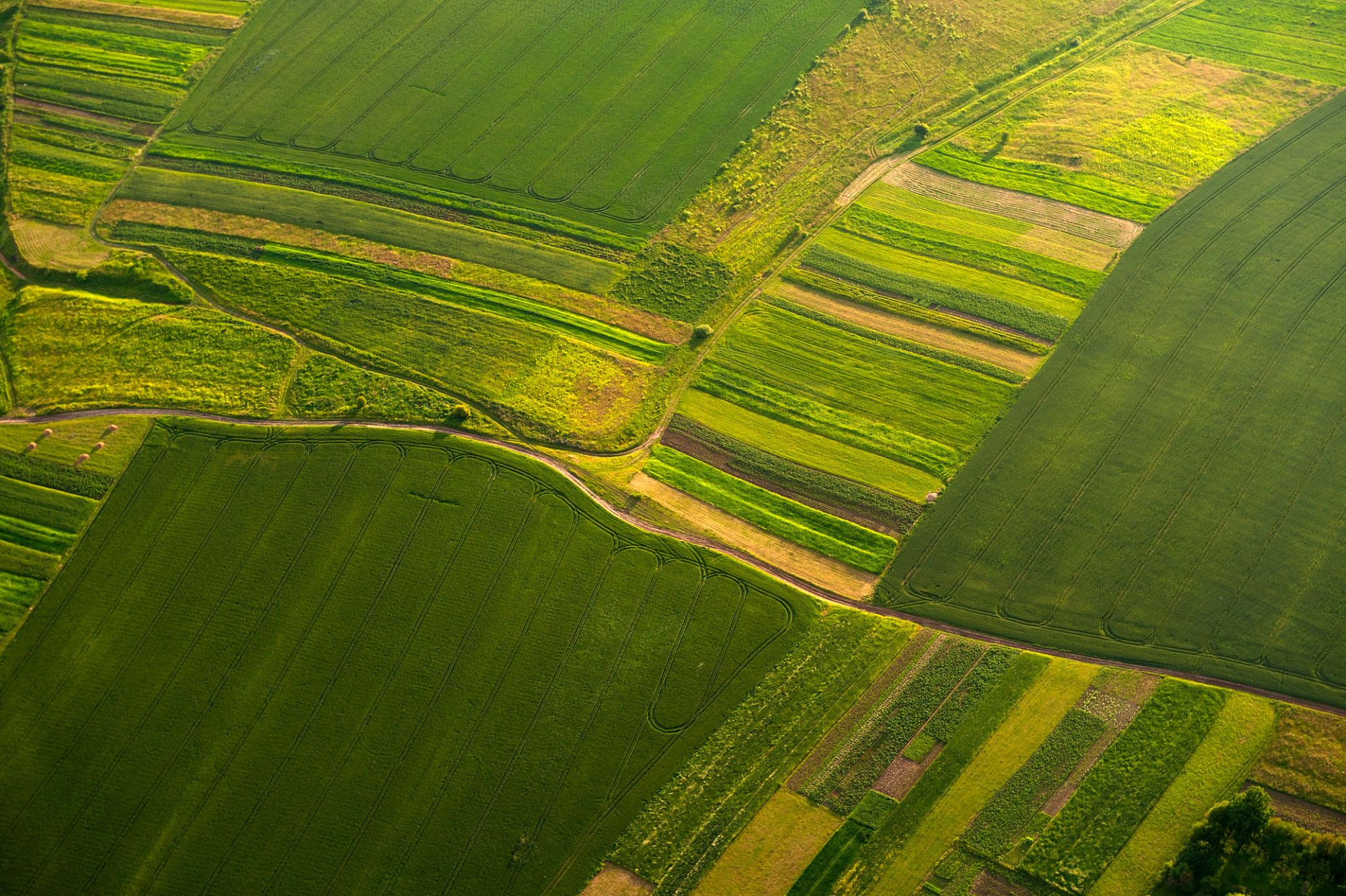 Structured agricultural fields viewed from above